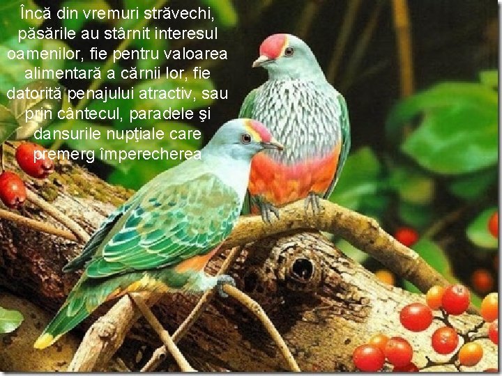Încă din vremuri străvechi, păsările au stârnit interesul oamenilor, fie pentru valoarea alimentară a