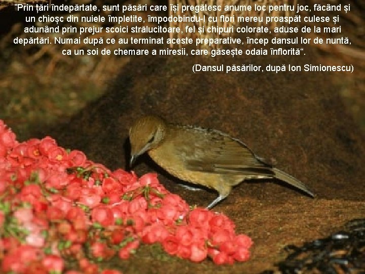 ”Prin țări îndepărtate, sunt păsări care își pregătesc anume loc pentru joc, făcând și