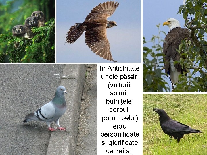 În Antichitate unele păsări (vulturii, şoimii, bufniţele, corbul, porumbelul) erau personificate şi glorificate ca