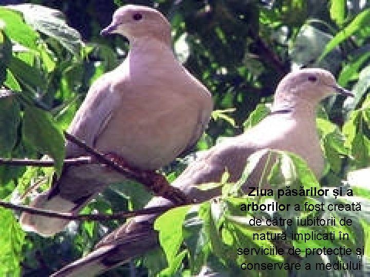 Ziua păsărilor și a arborilor a fost creată de către iubitorii de natură implicați
