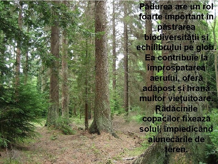 Pădurea are un rol foarte important în păstrarea biodiversității și echilibrului pe glob. Ea