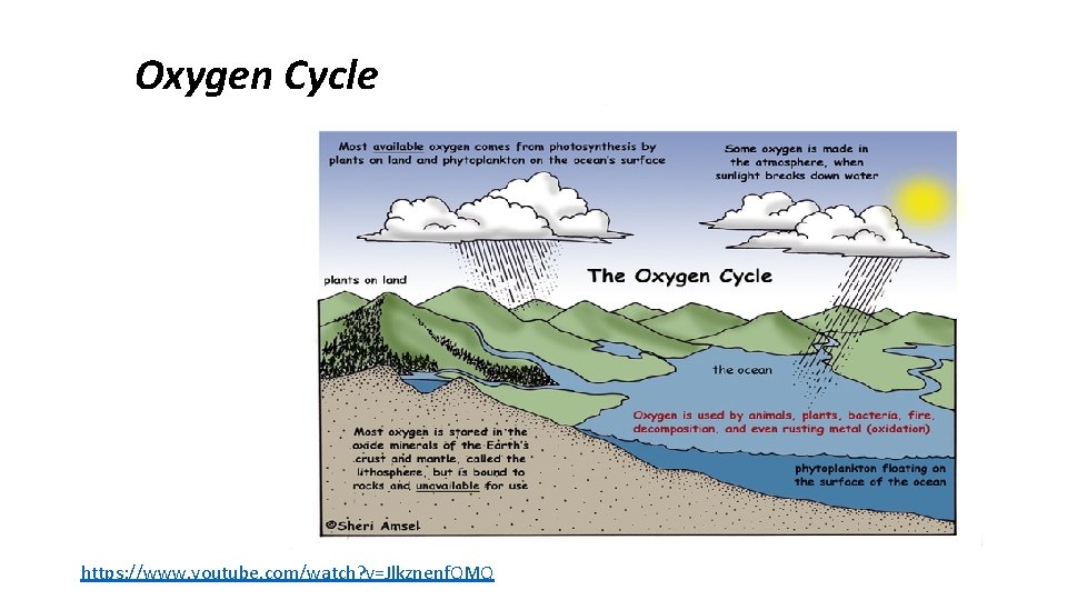 Oxygen Cycle https: //www. youtube. com/watch? v=Jlkznenf. QMQ 