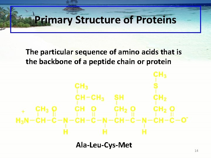 Primary Structure of Proteins The particular sequence of amino acids that is the backbone