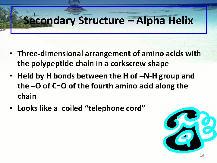 Secondary Structure – Alpha Helix • Three-dimensional arrangement of amino acids with the polypeptide