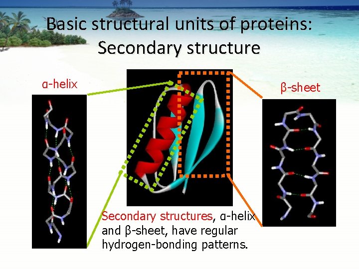 Basic structural units of proteins: Secondary structure α-helix β-sheet Secondary structures, α-helix and β-sheet,