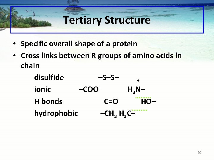 Tertiary Structure • Specific overall shape of a protein • Cross links between R