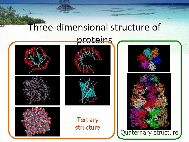 Three-dimensional structure of proteins Tertiary structure Quaternary structure 