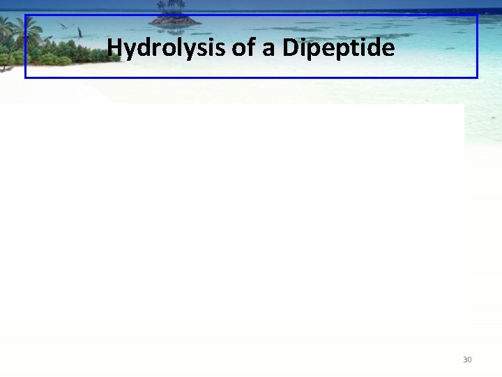 Hydrolysis of a Dipeptide 30 