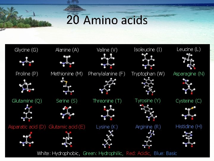 20 Amino acids Glycine (G) Alanine (A) Valine (V) Isoleucine (I) Leucine (L) Proline