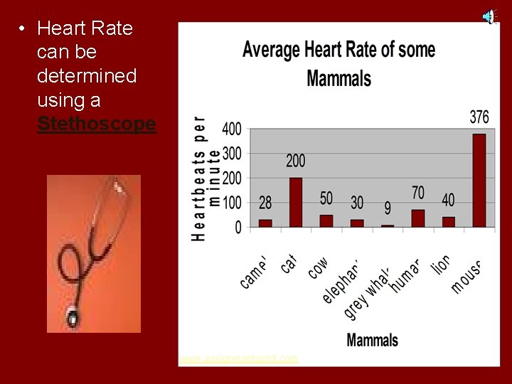  • Heart Rate can be determined using a Stethoscope www. assignmentpoint. com 