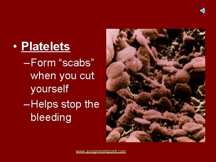  • Platelets – Form “scabs” when you cut yourself – Helps stop the