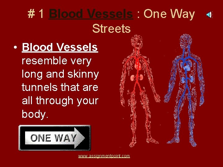 # 1 Blood Vessels : One Way Streets • Blood Vessels resemble very long