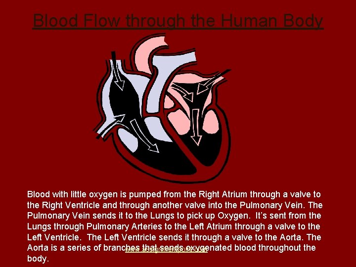 Blood Flow through the Human Body Blood with little oxygen is pumped from the