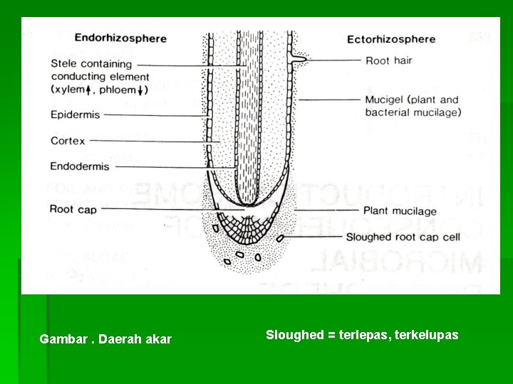 Gambar. Daerah akar Sloughed = terlepas, terkelupas 