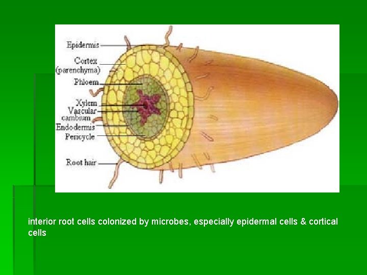 interior root cells colonized by microbes, especially epidermal cells & cortical cells 