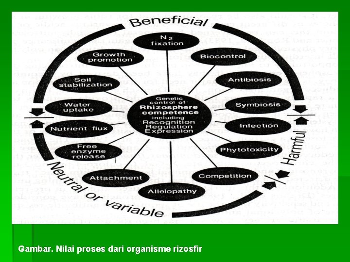 Gambar. Nilai proses dari organisme rizosfir 