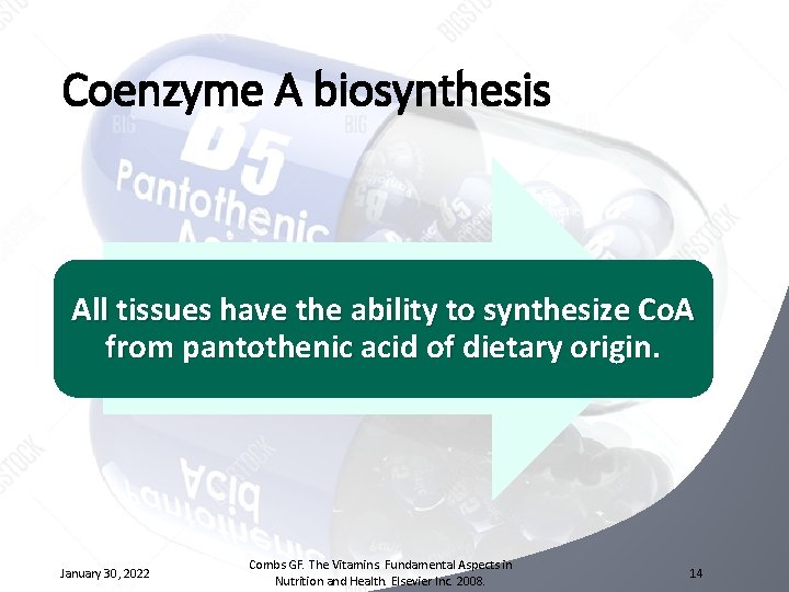 Coenzyme A biosynthesis All tissues have the ability to synthesize Co. A from pantothenic