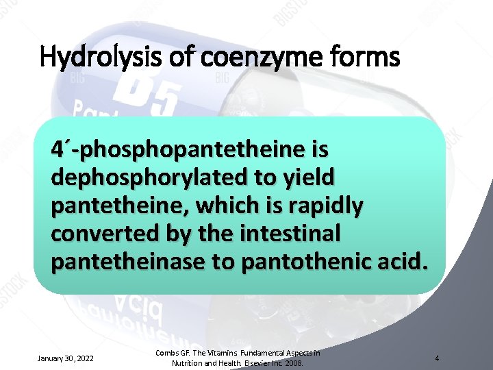 Hydrolysis of coenzyme forms 4´-phosphopantetheine is dephosphorylated to yield pantetheine, which is rapidly converted