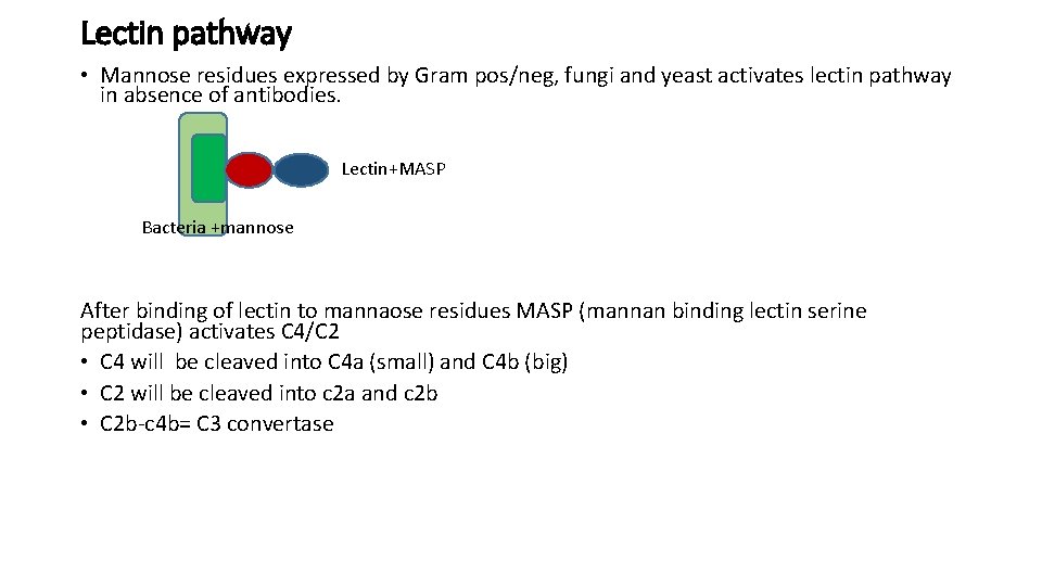 Lectin pathway • Mannose residues expressed by Gram pos/neg, fungi and yeast activates lectin Lectin pathway • Mannose residues expressed by Gram pos/neg, fungi and yeast activates lectin