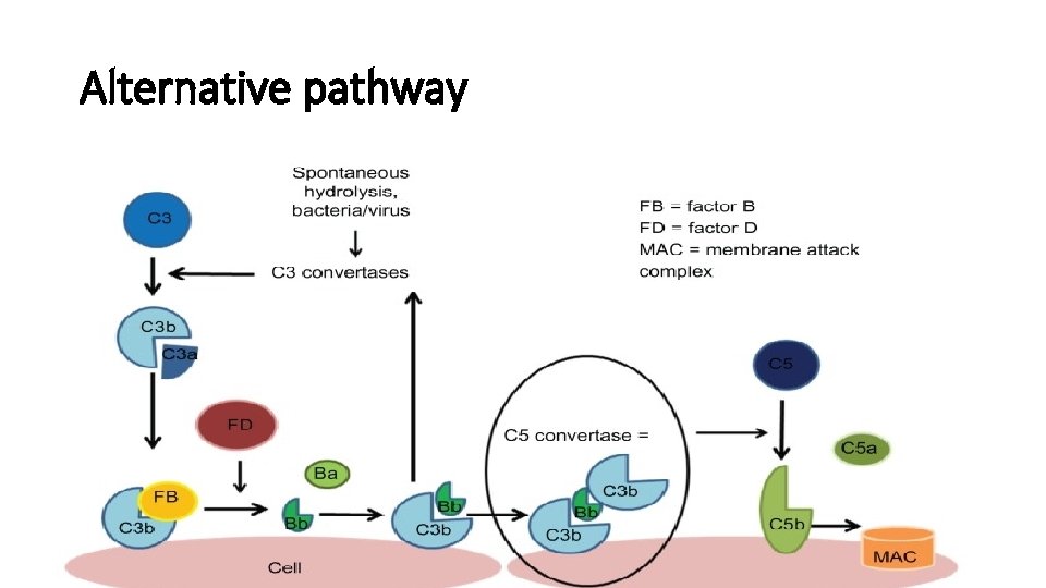 Alternative pathway Alternative pathway