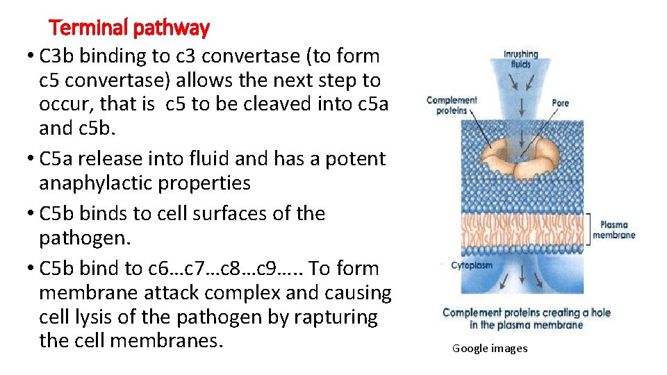 Terminal pathway • C 3 b binding to c 3 convertase (to form c Terminal pathway • C 3 b binding to c 3 convertase (to form c