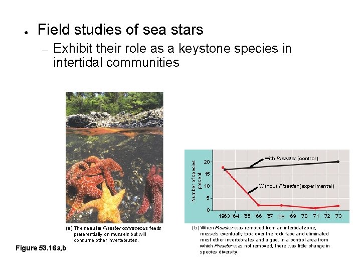 ● Field studies of sea stars Exhibit their role as a keystone species in