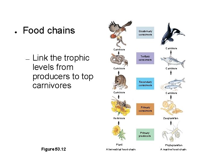 ● Food chains Quaternary consumers Carnivore — Link the trophic levels from producers to