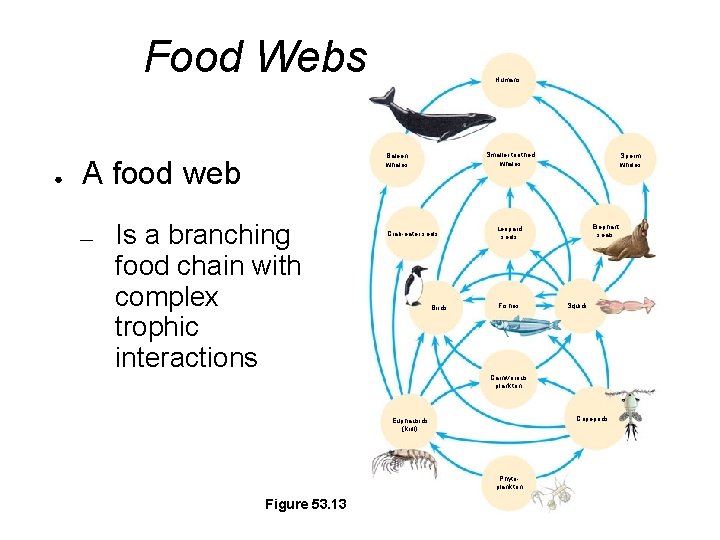 Food Webs ● Smaller toothed whales Baleen whales A food web — Humans Is