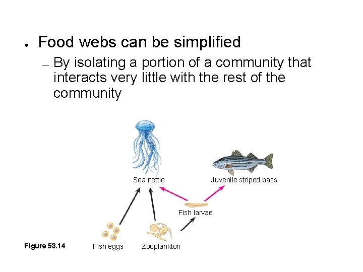 ● Food webs can be simplified — By isolating a portion of a community