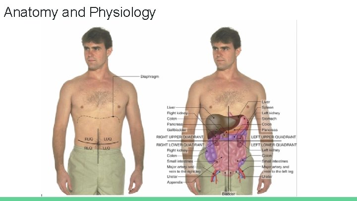 Anatomy and Physiology 