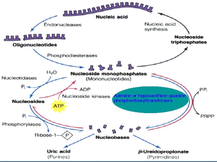 Adenine or hypoxanthine-guanine phosphoribosyltransferases  Adenine or hypoxanthine-guanine phosphoribosyltransferases