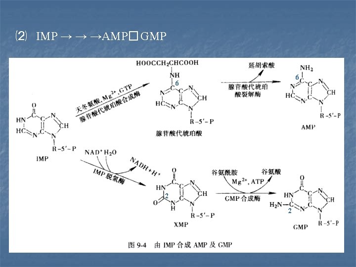 ⑵ IMP → → →AMP� GMP 6 6 2 2  ⑵ IMP → → →AMP� GMP 6 6 2 2