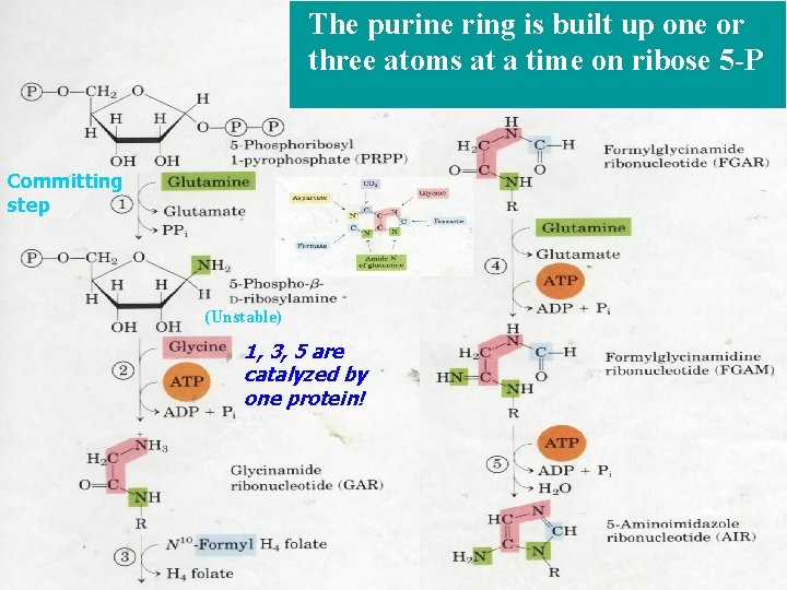 The purine ring is built up one or three atoms at a time on The purine ring is built up one or three atoms at a time on