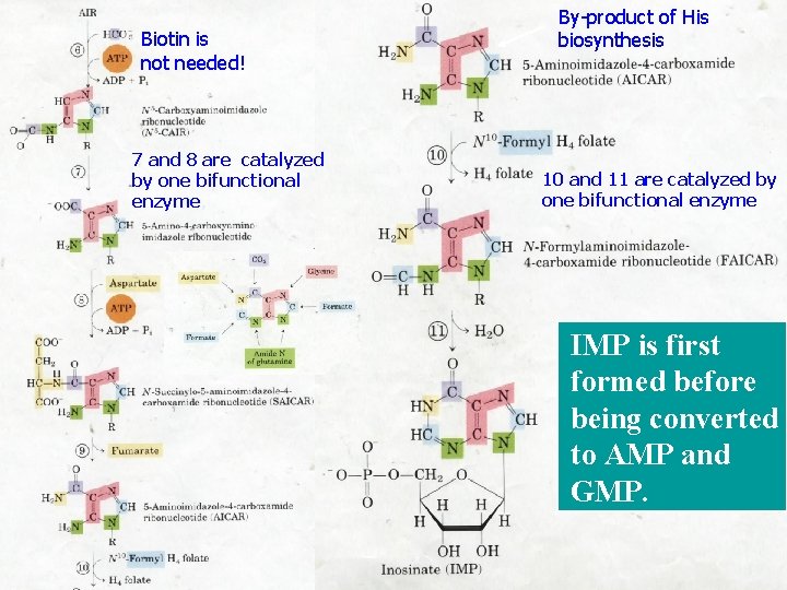 Biotin is not needed! 7 and 8 are catalyzed by one bifunctional enzyme By-product Biotin is not needed! 7 and 8 are catalyzed by one bifunctional enzyme By-product