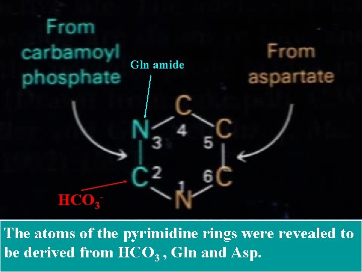 Gln amide HCO 3 The atoms of the pyrimidine rings were revealed to be Gln amide HCO 3 The atoms of the pyrimidine rings were revealed to be