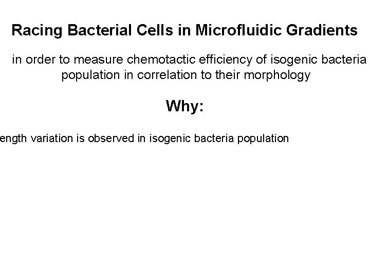 Racing Bacterial Cells in Microfluidic Gradients in order to measure chemotactic efficiency of isogenic
