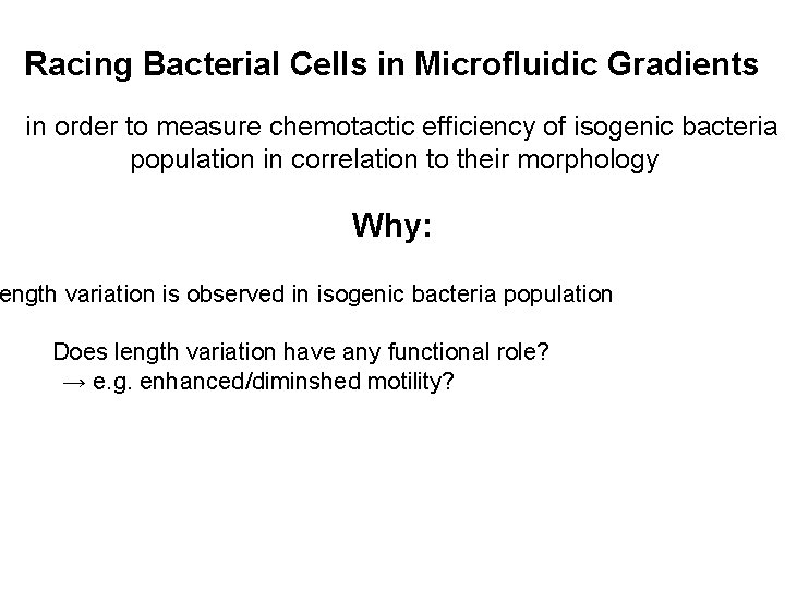 Racing Bacterial Cells in Microfluidic Gradients in order to measure chemotactic efficiency of isogenic