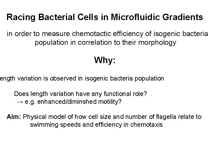 Racing Bacterial Cells in Microfluidic Gradients in order to measure chemotactic efficiency of isogenic