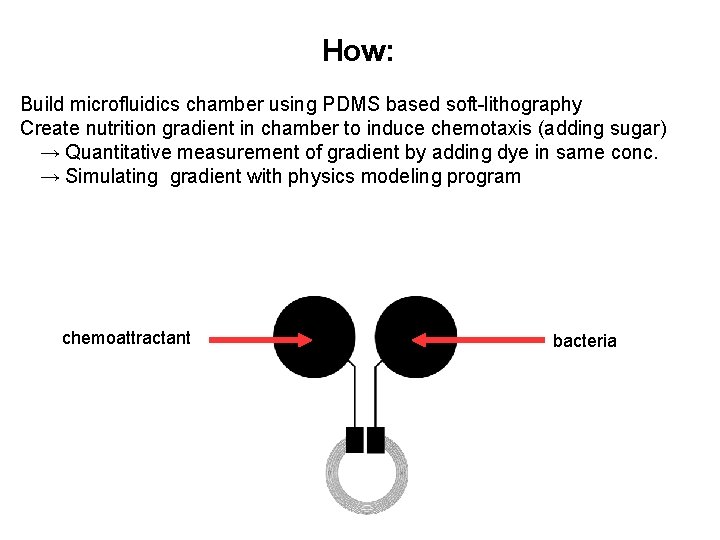 How: Build microfluidics chamber using PDMS based soft-lithography Create nutrition gradient in chamber to