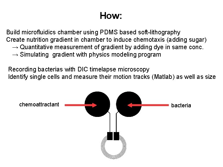 How: Build microfluidics chamber using PDMS based soft-lithography Create nutrition gradient in chamber to