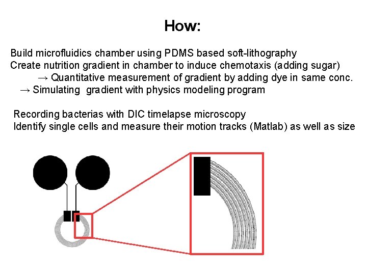 How: Build microfluidics chamber using PDMS based soft-lithography Create nutrition gradient in chamber to
