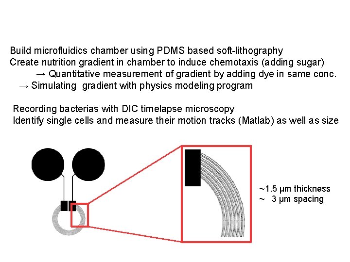 Build microfluidics chamber using PDMS based soft-lithography Create nutrition gradient in chamber to induce