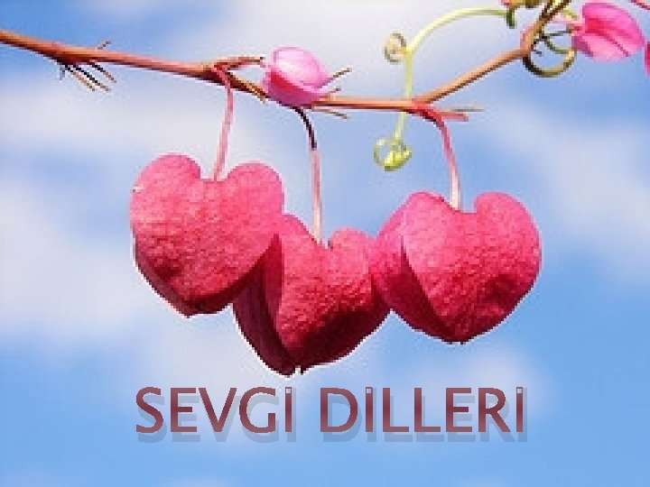 SEVGİ DİLLERİ 