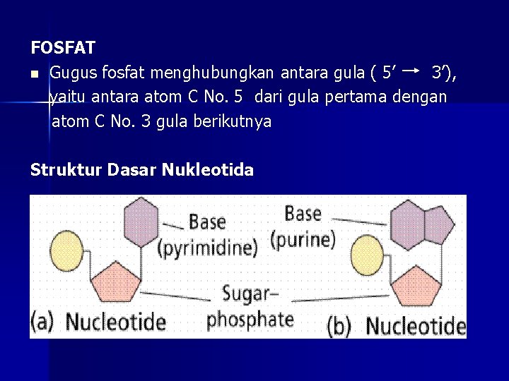 FOSFAT n Gugus fosfat menghubungkan antara gula ( 5’ 3’), yaitu antara atom C