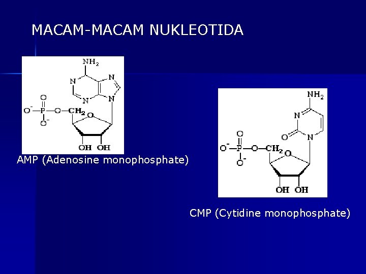 MACAM-MACAM NUKLEOTIDA AMP (Adenosine monophosphate) CMP (Cytidine monophosphate) 