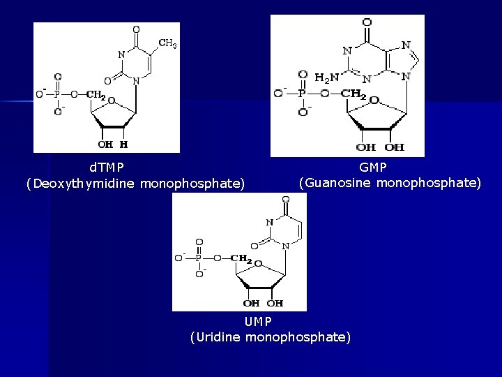 d. TMP (Deoxythymidine monophosphate) GMP (Guanosine monophosphate) UMP (Uridine monophosphate) 