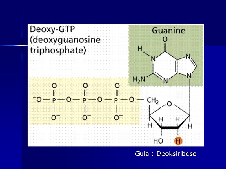 Gula : Deoksiribose 