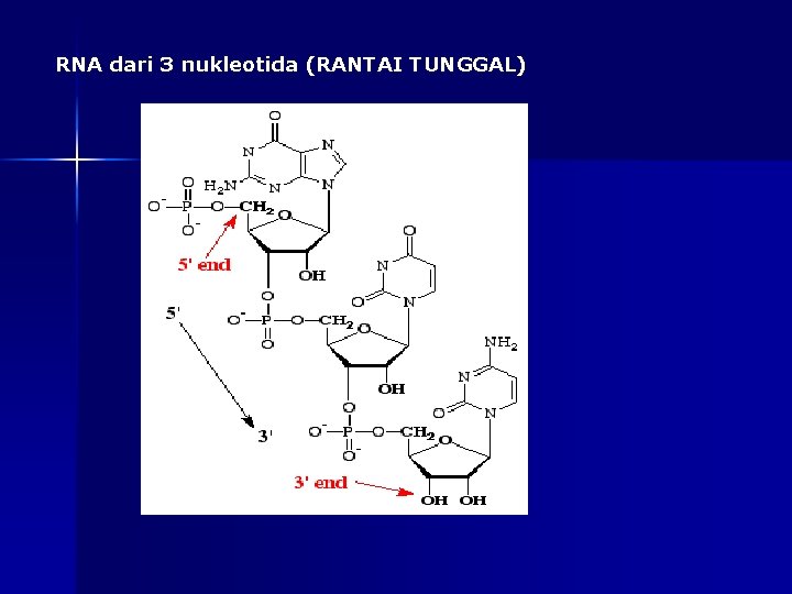 RNA dari 3 nukleotida (RANTAI TUNGGAL) 