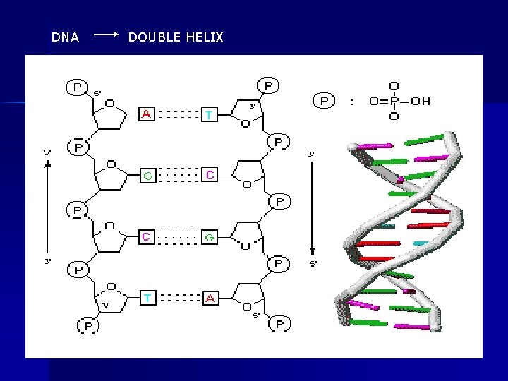 DNA DOUBLE HELIX 