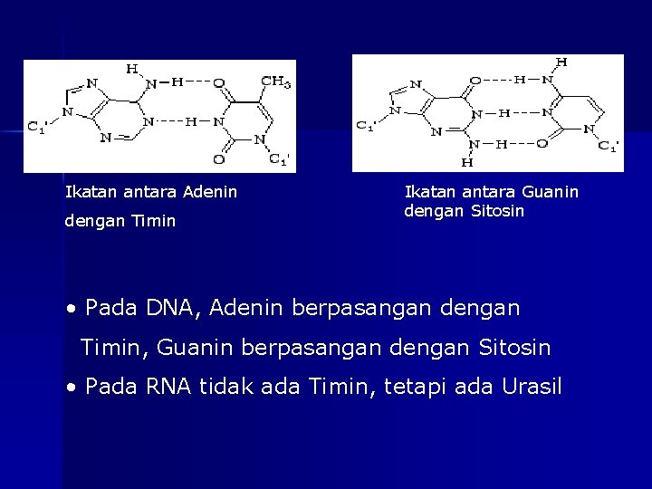 Ikatan antara Adenin dengan Timin Ikatan antara Guanin dengan Sitosin • Pada DNA, Adenin